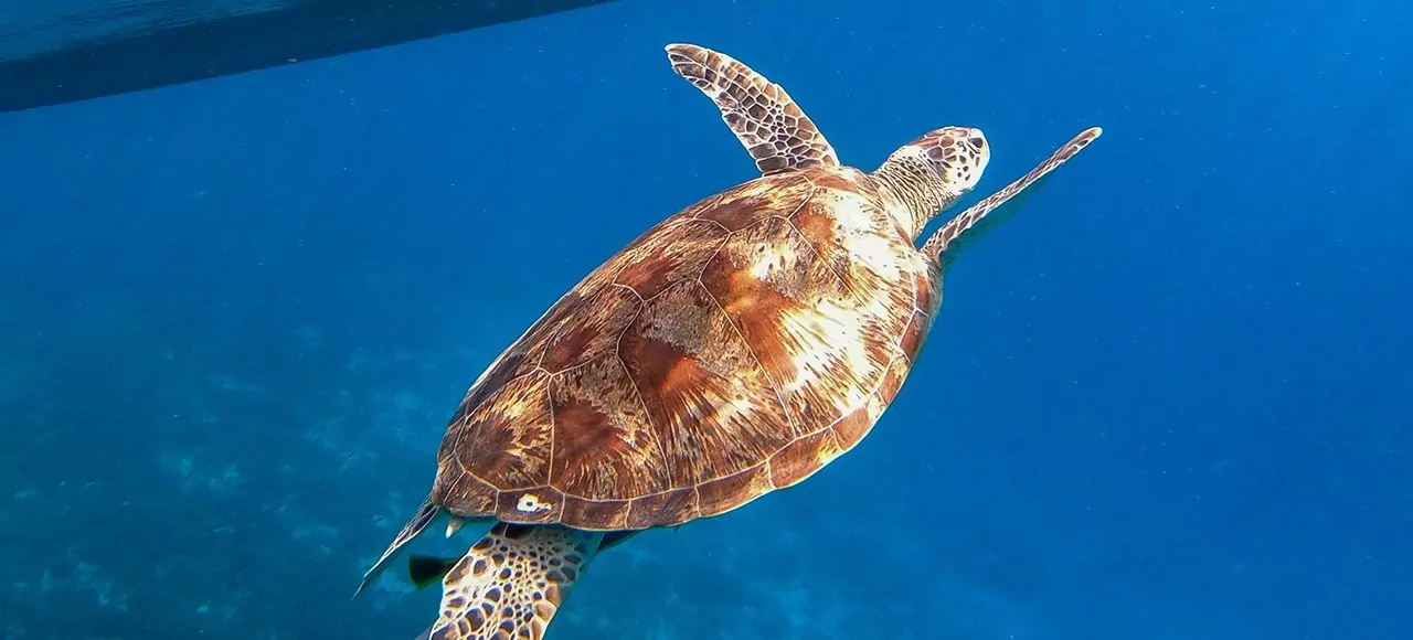 Snorkeling at Gili Meno and Giant Turtle