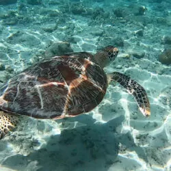Turtles in Lombok – Discover Lombok’s Marine Life