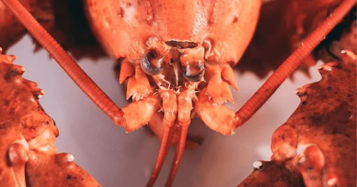 Lobster dining in Indonesia at Flavors Restaurant