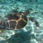 the-lombok-lodge-at-gili-meno