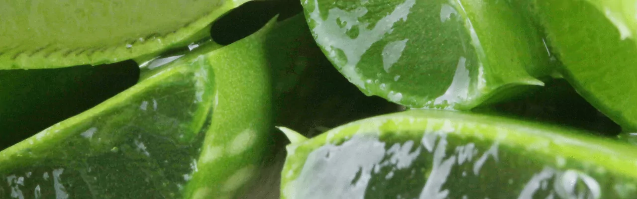 Luxury Spa Treatments and Aloe Vera Body Wrap in Lombok