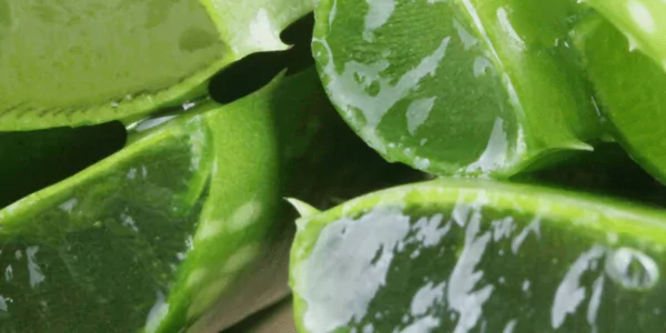 Luxury Spa Treatments and Aloe Vera Body Wrap in Lombok
