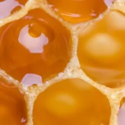 The facinating world of bees, kids activity in lombok