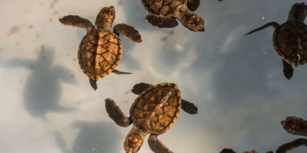 Baby Turtles in Lombok
