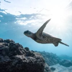 Turtles on Gili Islands, Indonesia