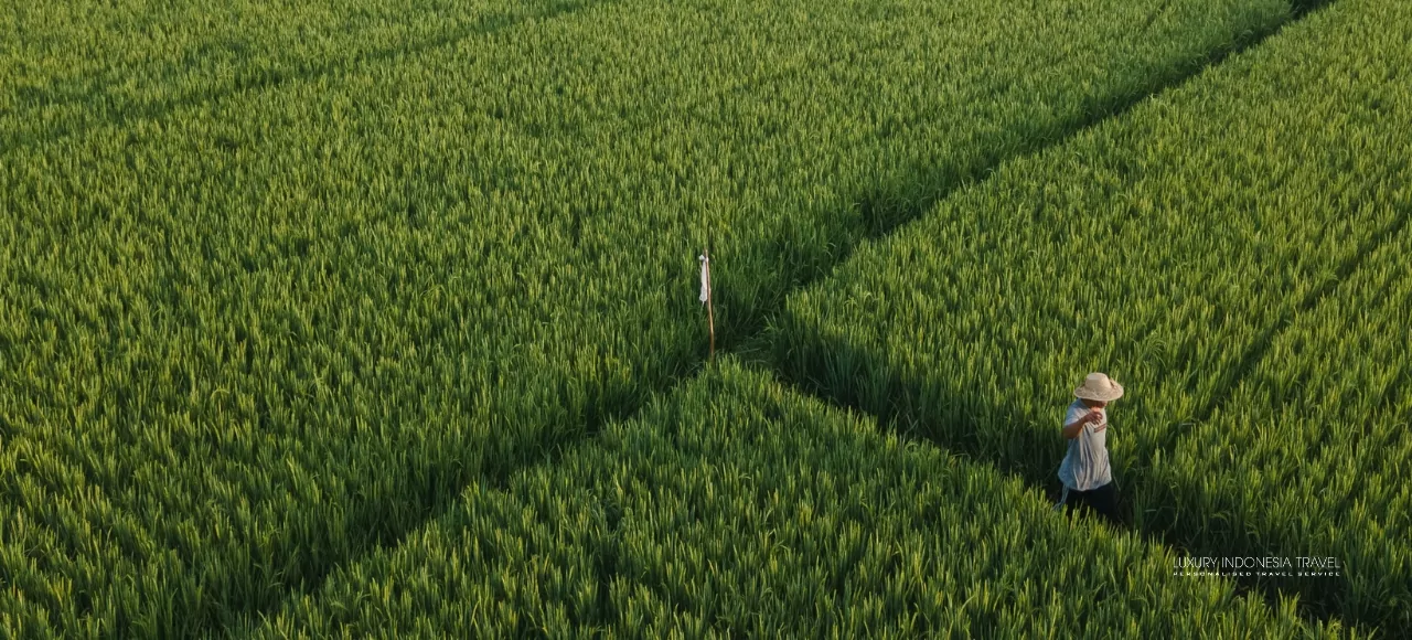 A beautiful rice field near luxury holiday resort The Lombok Lodge in Lombok, Indonesia