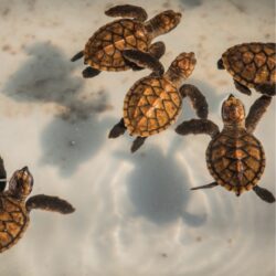 Baby sea turtles at The Lombok Lodge, eco resort in Lombok, promoting marine conservation and sustainable tourism