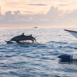 Dolphins leaping in the ocean near a traditional boat during a family-friendly marine activity in Lombok