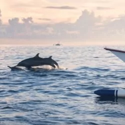 Dolphins leaping in the ocean near a traditional boat during a family-friendly marine activity in Lombok