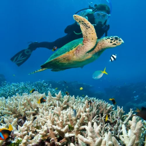 eginner scuba diver swimming alongside a sea turtle and tropical fish over coral reef