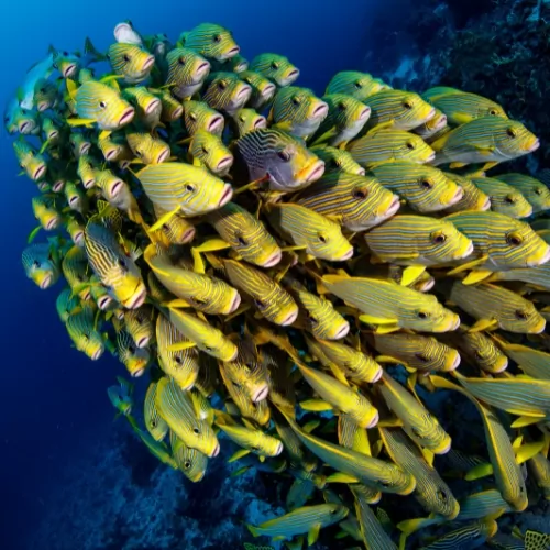 School of yellow striped tropical fish underwater in clear blue ocean