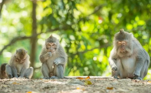 Lombok Family Adventure and Pusuk Monkeys in Lombok