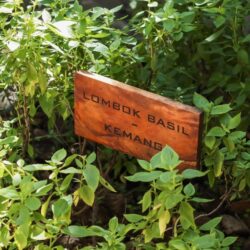 Lombok Sustainable Garden Tour and Fresh Basil