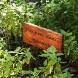 Lombok Sustainable Garden Tour and Fresh Basil