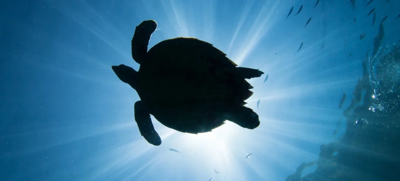 gili islan with turtle silhiuette