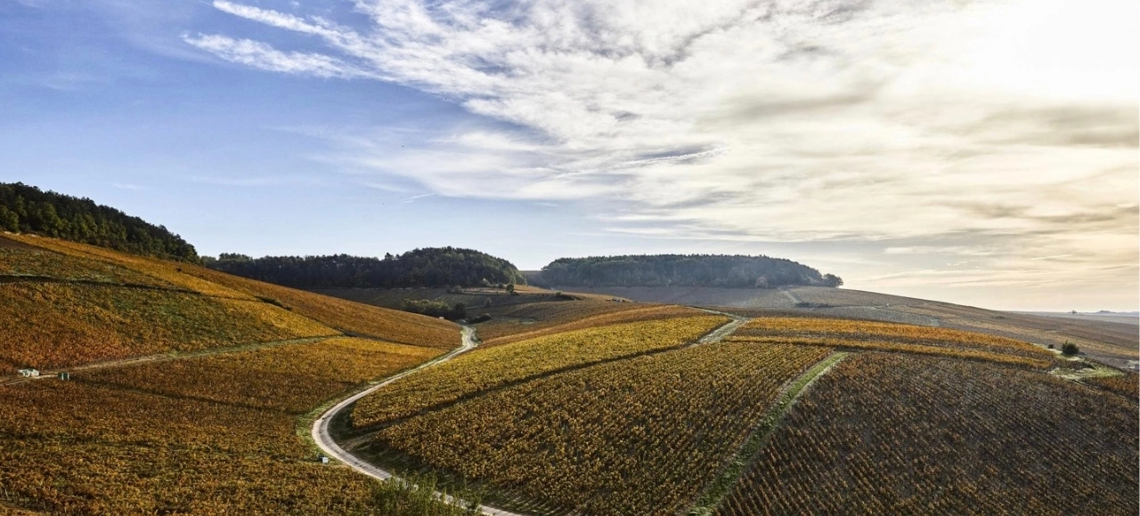 Golden autumn vineyards of Domaine William Fèvre in Chablis, the wines served at The Lombok Lodge in Lombok