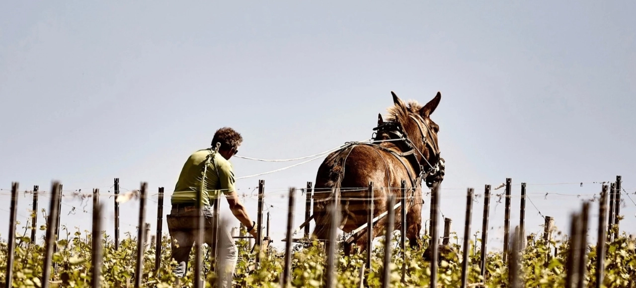 Vineyard worker ploughing with a draught horse at Domaine William Fèvre in Chablis, Burgundy